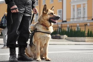 k9 squad with police